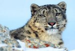 WWF Schweiz